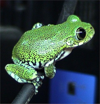 Leptopelis vermiculatus