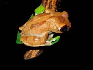 Leptopelis uluguruensis