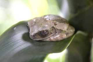 Leptopelis flavomaculatus