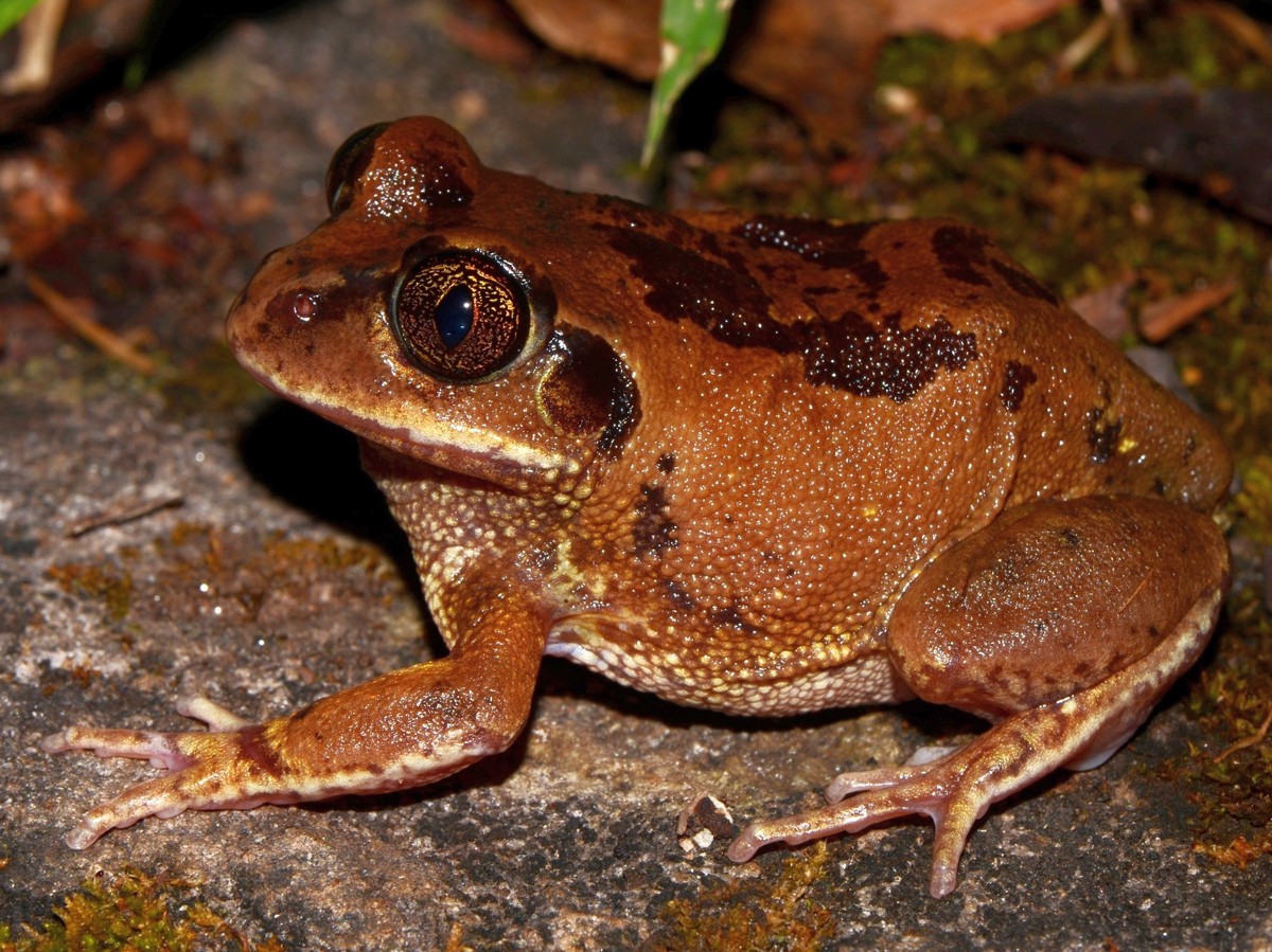 Leptopelis bocagii
