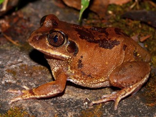 Leptopelis bocagii