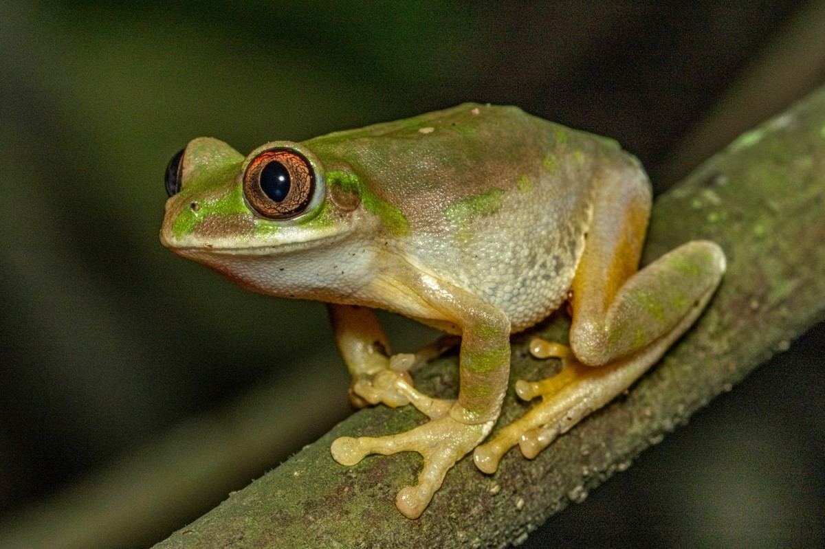 Leptopelis natalensis