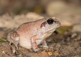 Arthroleptis stenodactylus