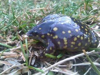 Hemisus guttatus