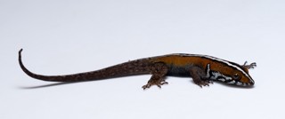 Gonatodes vittatus