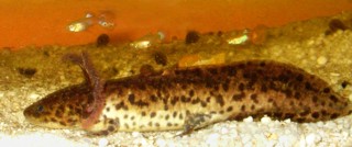 Ambystoma andersoni
