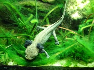 Ambystoma dumerilii