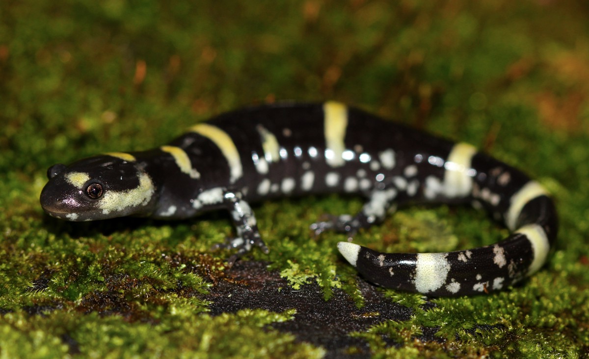 Ambystoma annulatum