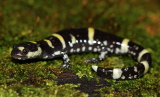 Ambystoma annulatum