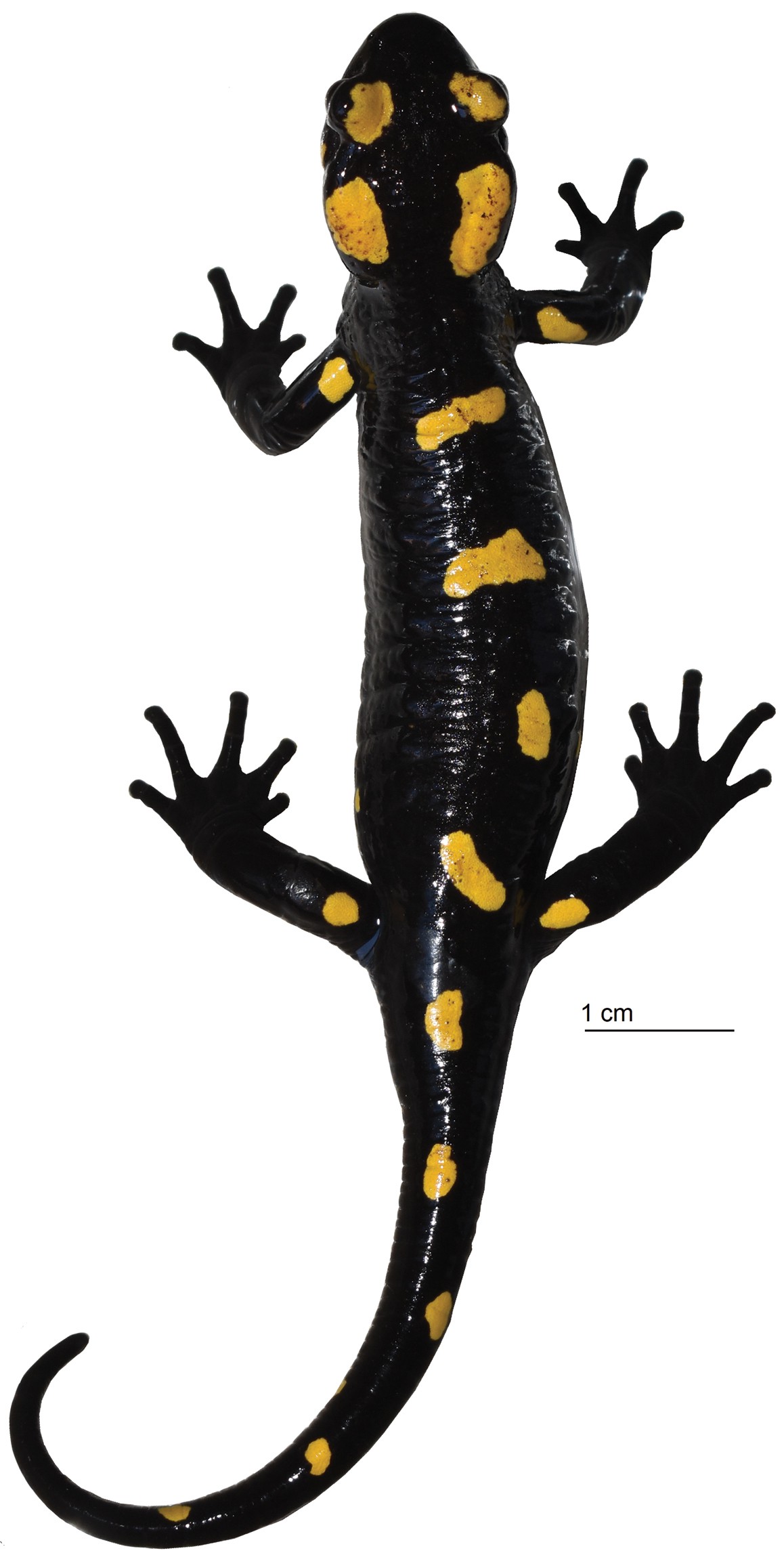 Salamandra algira