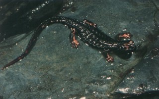 Salamandrina perspicillata