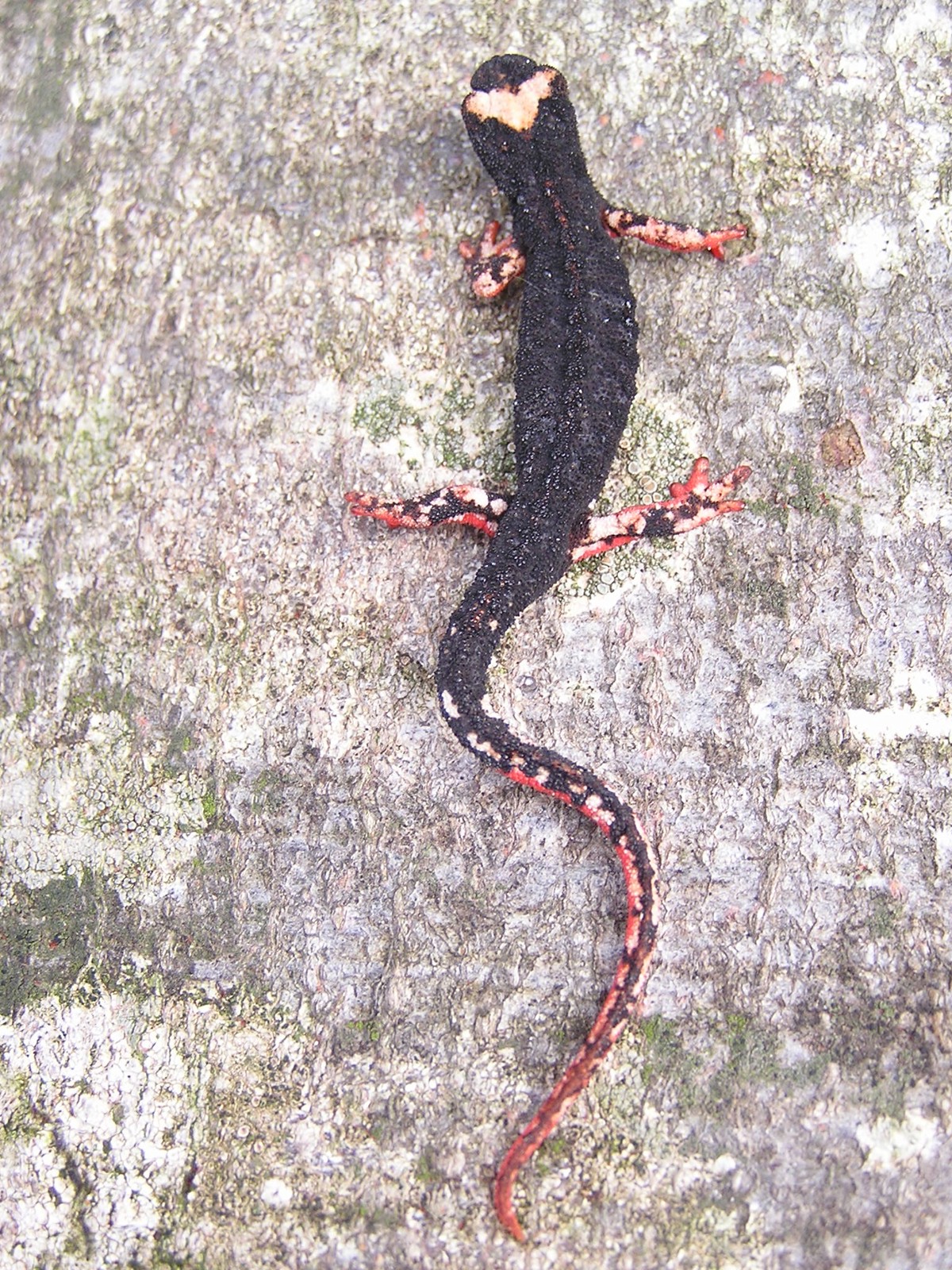 Salamandrina terdigitata