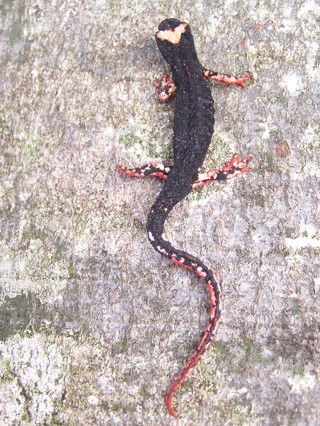 Salamandrina terdigitata