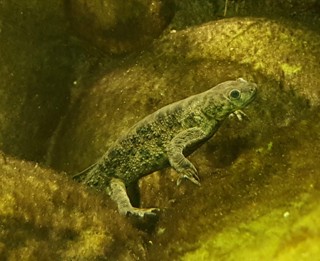 Pleurodeles poireti