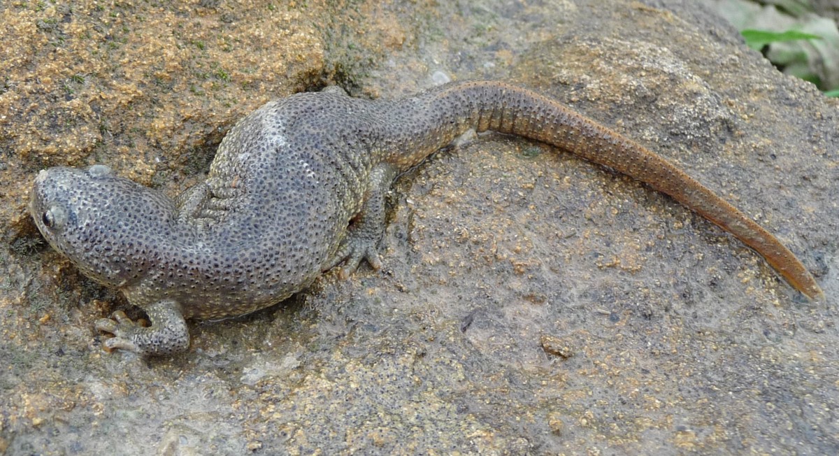 Pleurodeles nebulosus