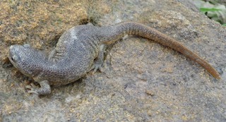 Pleurodeles nebulosus