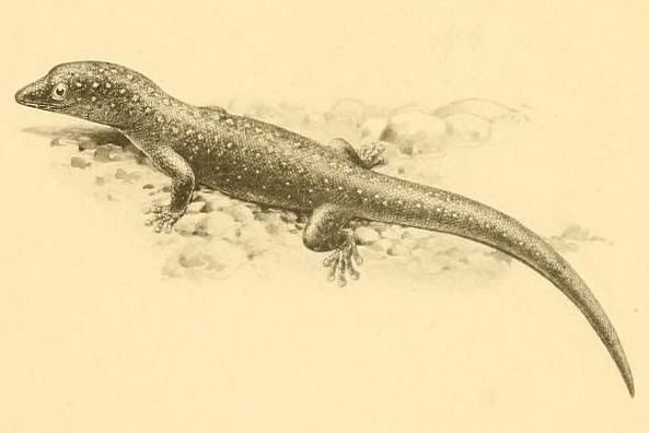 Sphaerodactylus argus