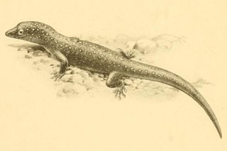 Sphaerodactylus argus