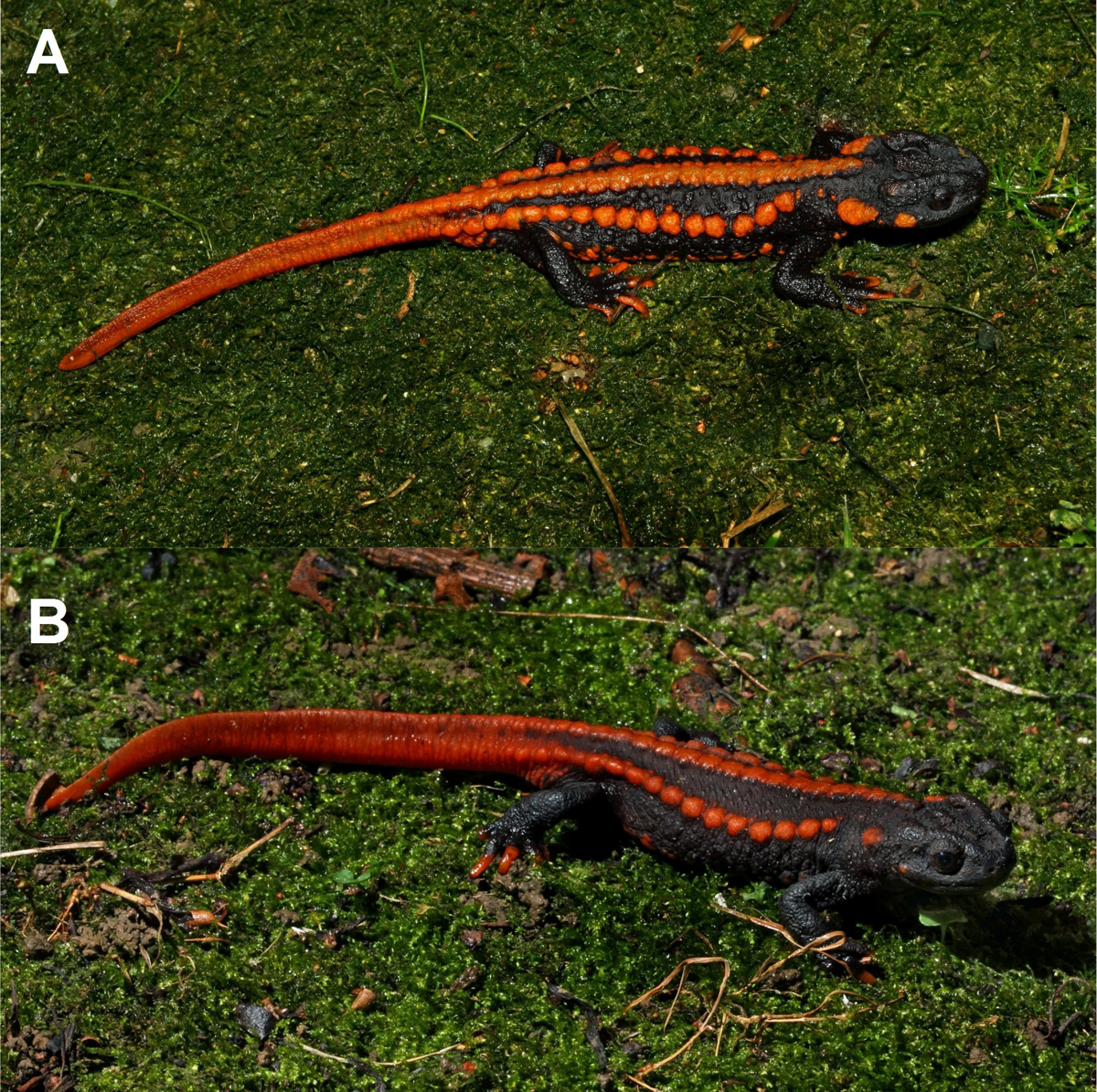 Tylototriton yangi