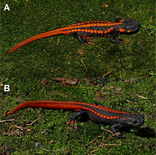 Tylototriton yangi