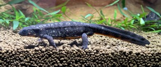Cynops ensicauda