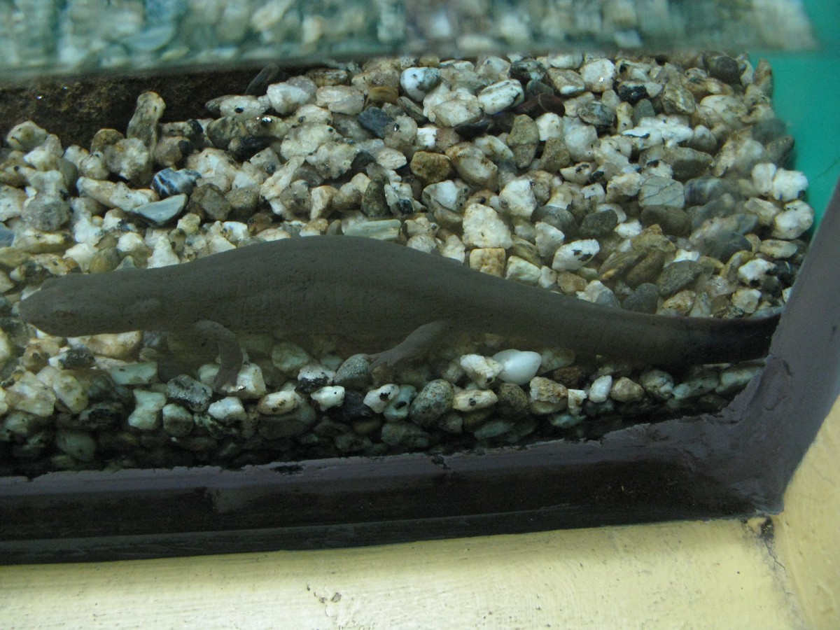 Paramesotriton labiatus