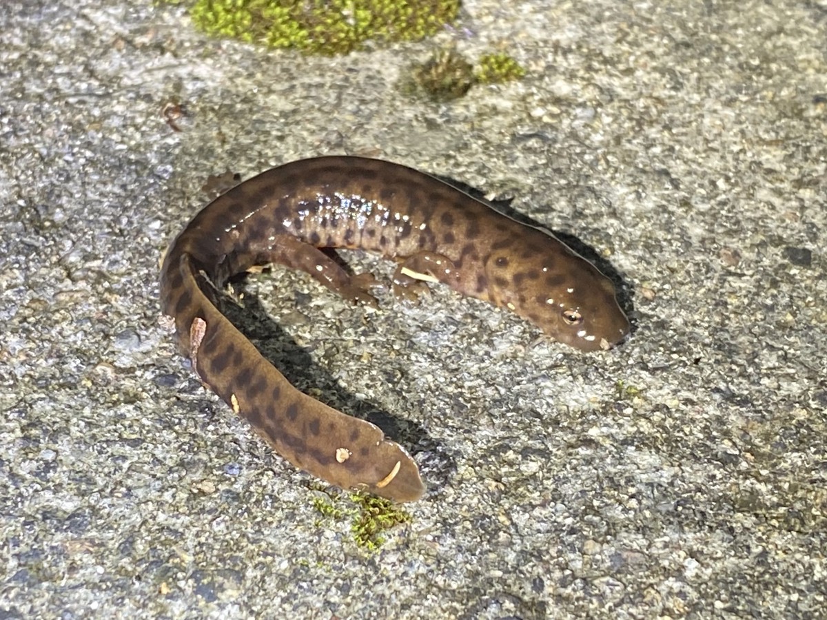 Pachytriton brevipes