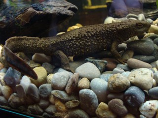 Paramesotriton hongkongensis