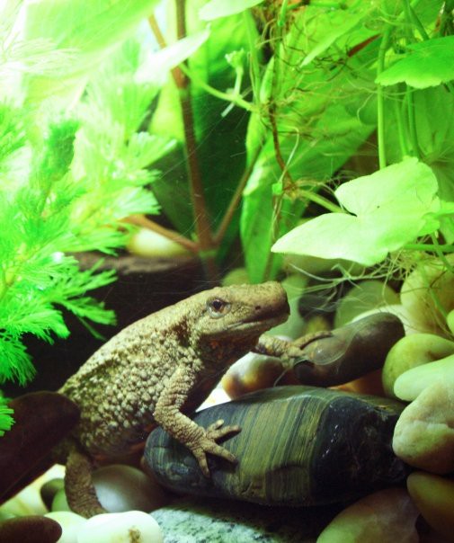 Paramesotriton chinensis