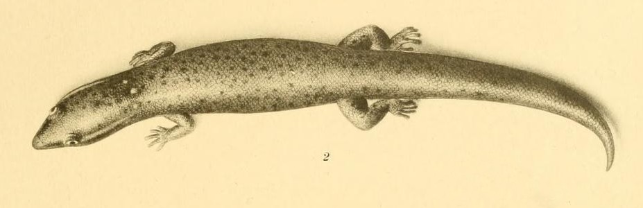 Sphaerodactylus nigropunctatus