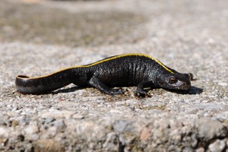 Triturus carnifex