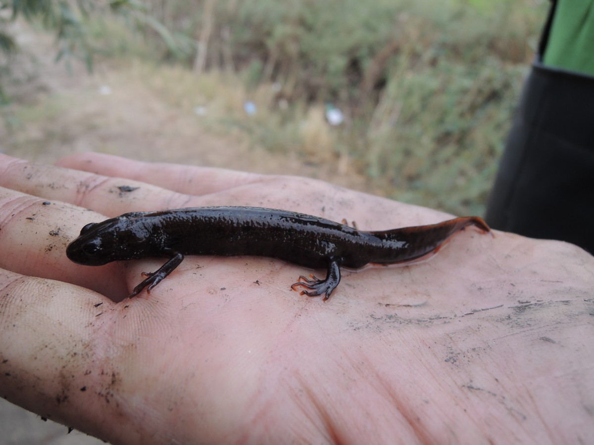 Triturus dobrogicus