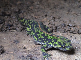 Triturus marmoratus