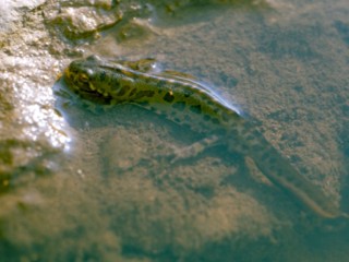 Triturus pygmaeus