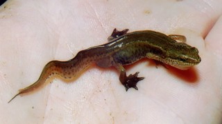 Lissotriton helveticus