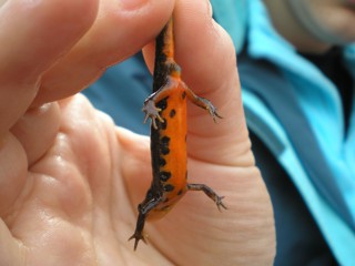 Lissotriton boscai