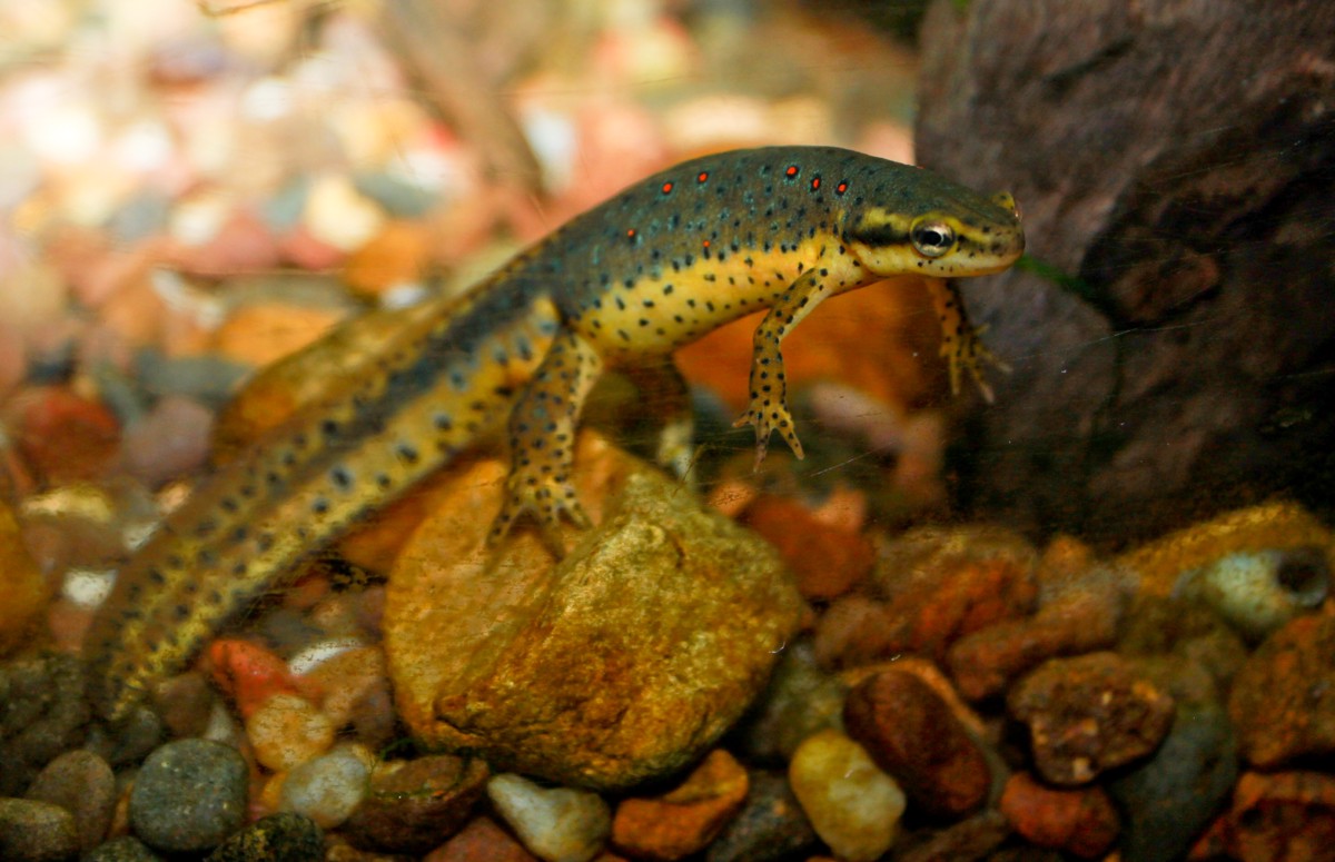Notophthalmus viridescens