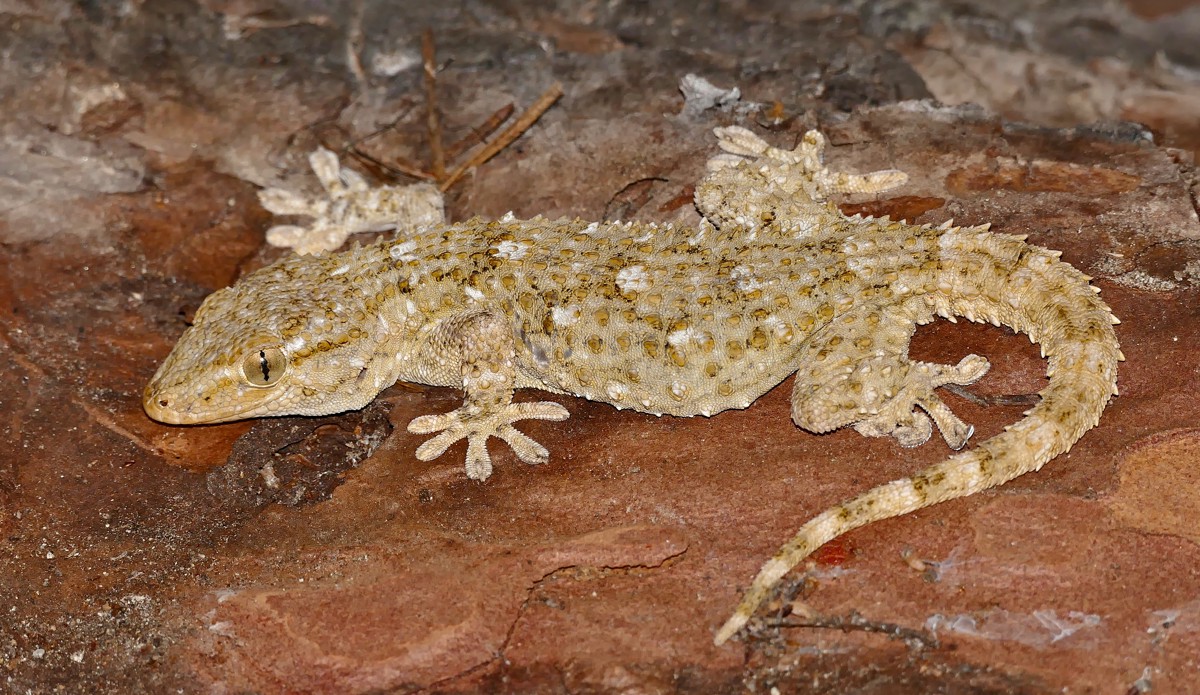 Tarentola mauritanica