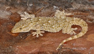 Tarentola mauritanica