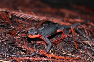 Taricha rivularis