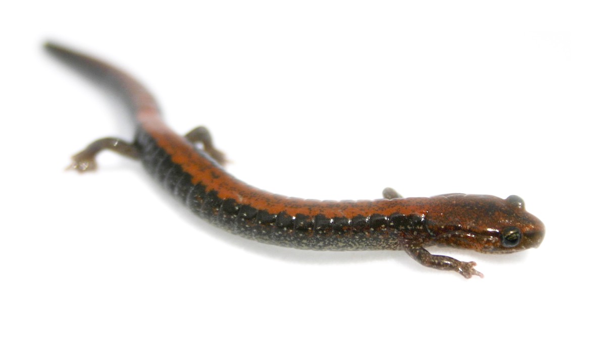 Plethodon cinereus