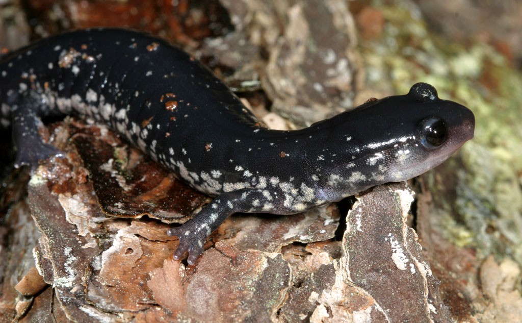 Plethodon glutinosus
