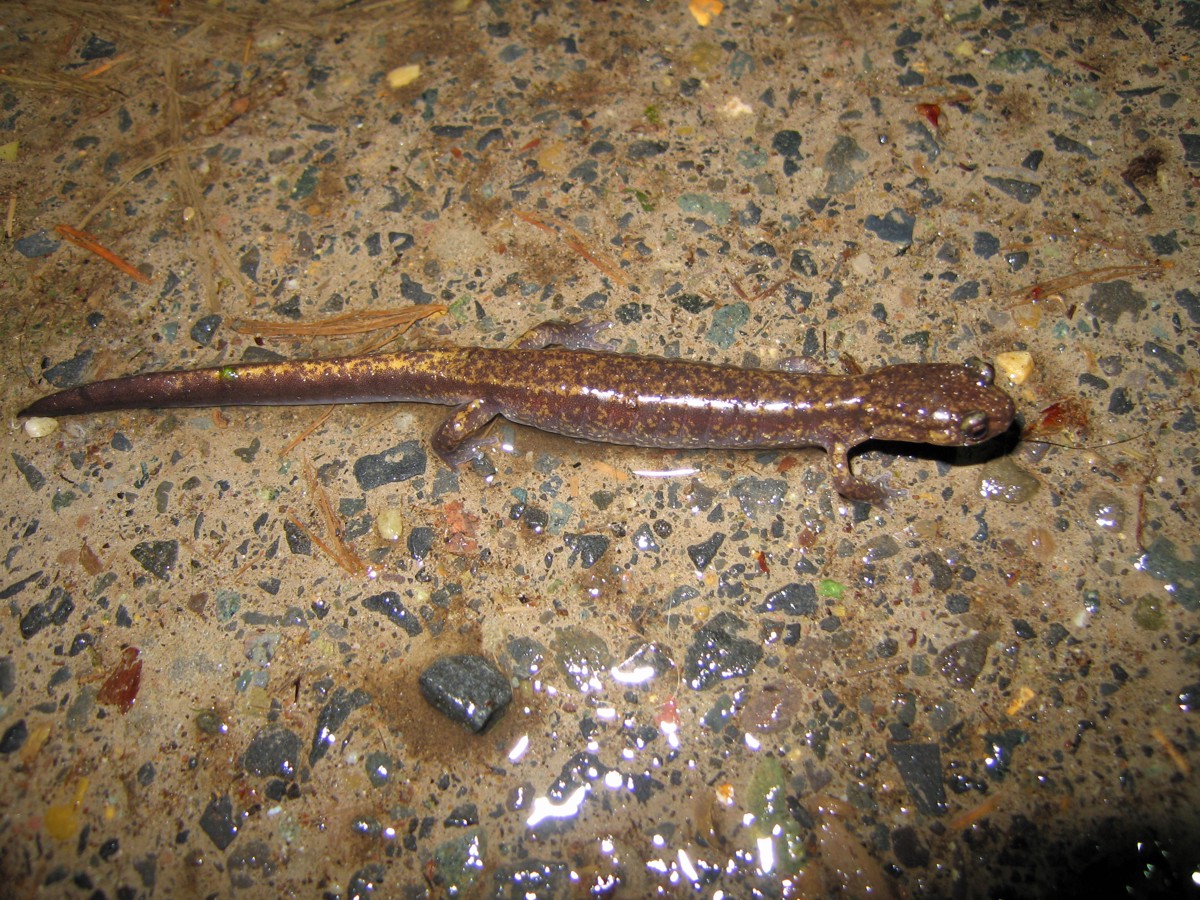 Plethodon dunni