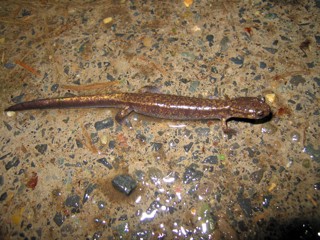 Plethodon dunni