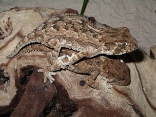 Tarentola chazaliae