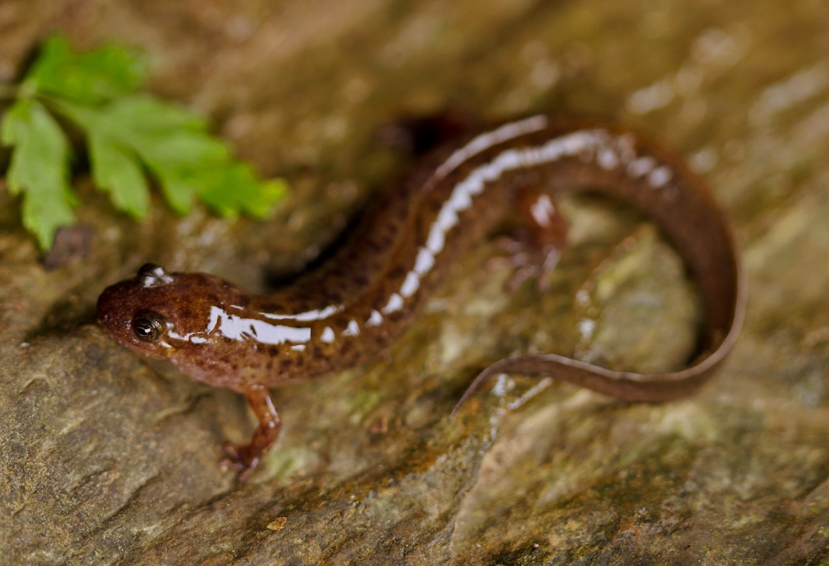 Desmognathus monticola