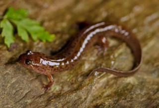 Desmognathus monticola