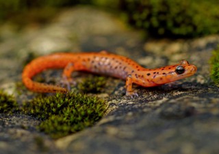 Eurycea lucifuga