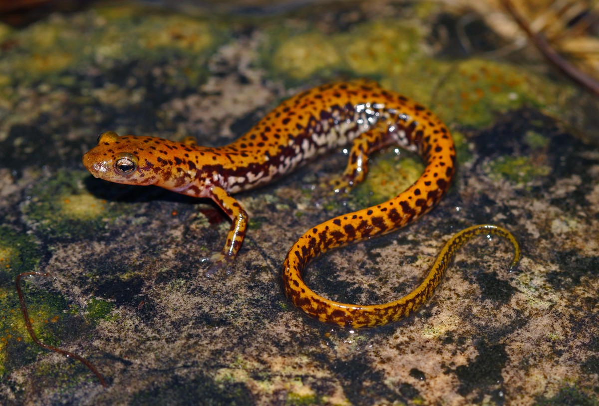 Eurycea longicauda