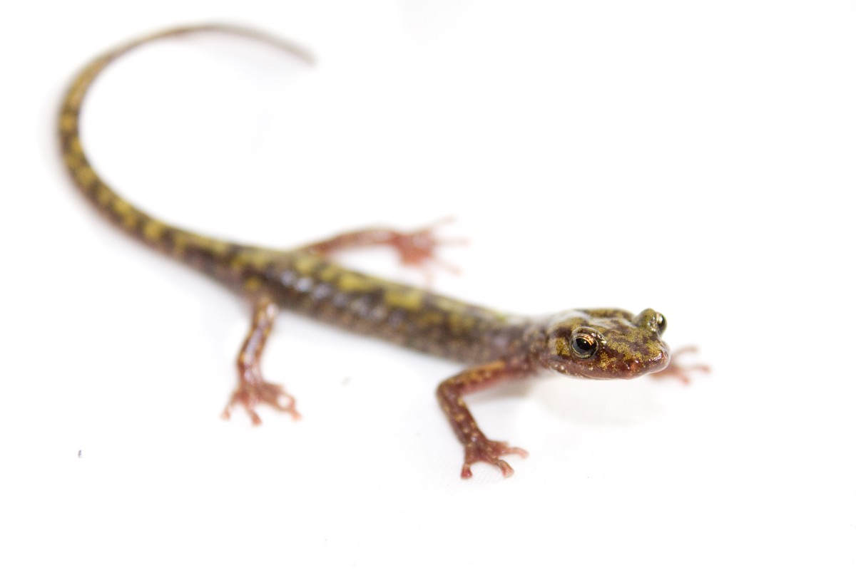 Aneides aeneus
